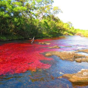 Caño Cristales