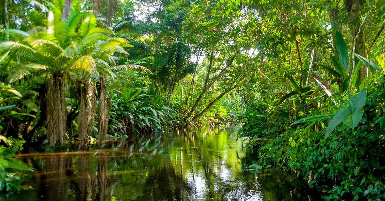 Amazonas