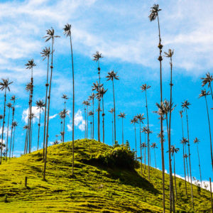 Valle de Cocora