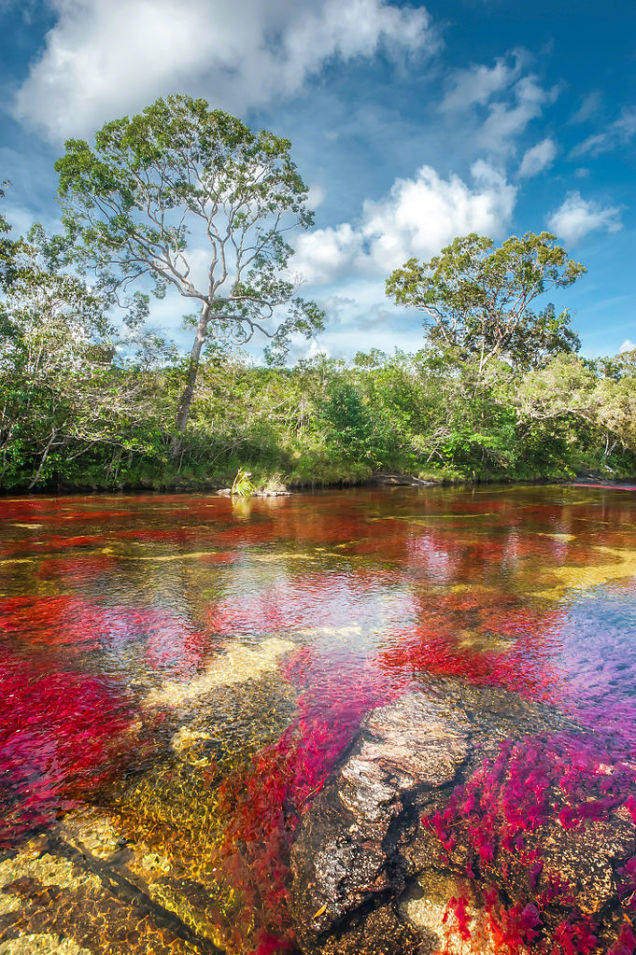 TOUR MAGIA SALVAJE CAÑO CRISTALES 6
