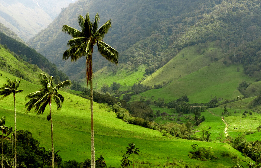 TOUR MAGICAL COLOMBIA CAFE