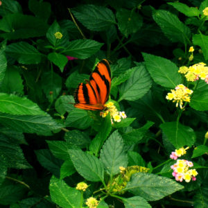 Amazonas naturaleza mariposa
