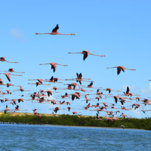 Guajira flamingos naturaleza