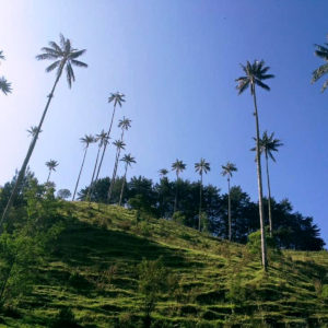 Paisaje Cultural Cafetero naturaleza cocora