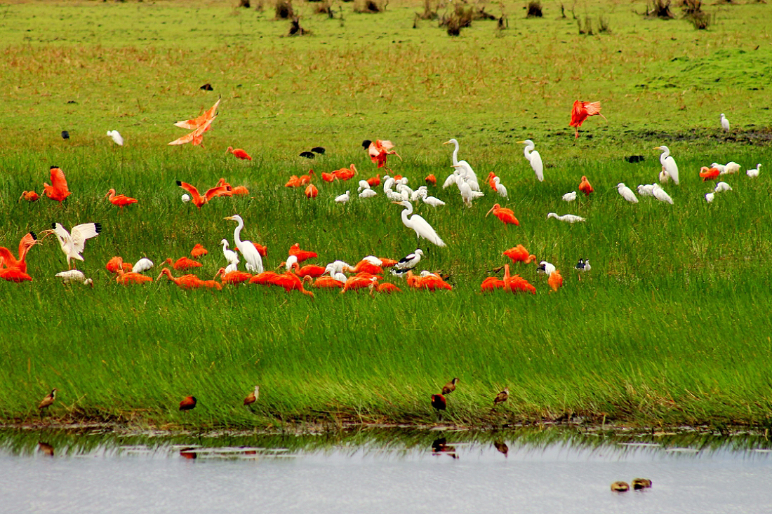 casanare 2