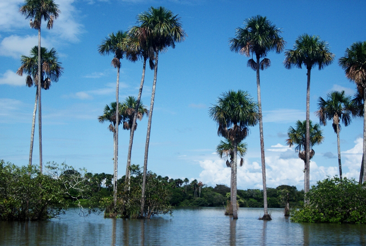 casanare 3
