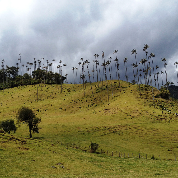 cocora_hc_ti