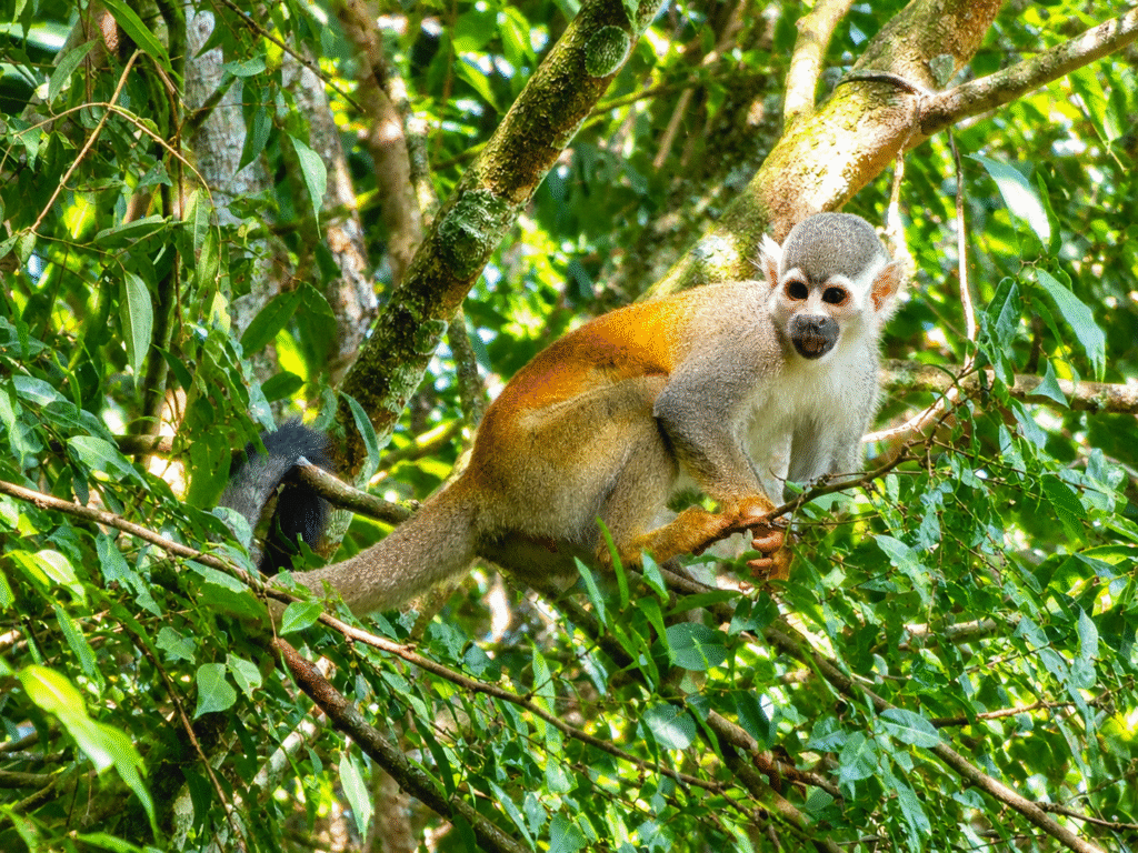 Guaviare Wildlife